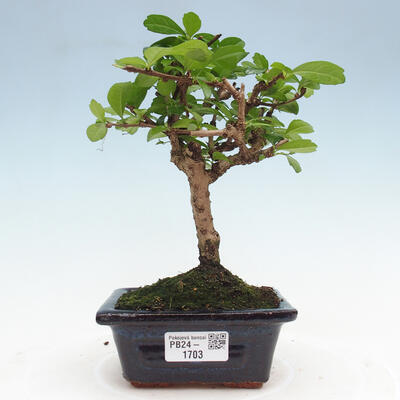 Izbová bonsai - Carmona macrophylla - Čaj fuki - 1