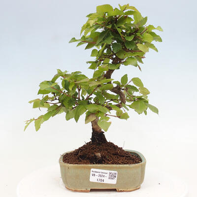 Vonkajší bonsai -Carpinus CARPINOIDES - Hrab kórejský - 1