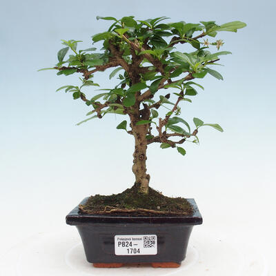 Izbová bonsai - Carmona macrophylla - Čaj fuki - 1