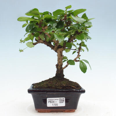 Izbová bonsai - Carmona macrophylla - Čaj fuki - 1