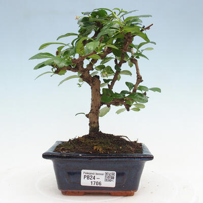 Izbová bonsai - Carmona macrophylla - Čaj fuki - 1