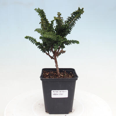 Vonkajšie bonsai - Cham. obtusa SEKKA HINOKI - Cyprus - 1