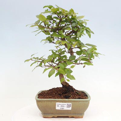 Vonkajší bonsai -Carpinus CARPINOIDES - Hrab kórejský - 1