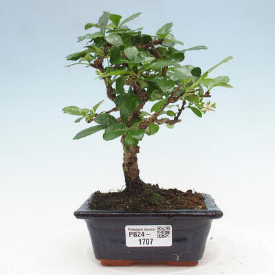 Izbová bonsai - Carmona macrophylla - Čaj fuki - 1