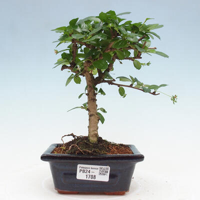 Izbová bonsai - Carmona macrophylla - Čaj fuki - 1