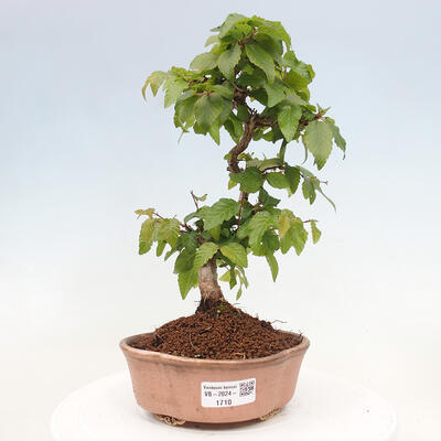 Vonkajší bonsai -Carpinus CARPINOIDES - Hrab kórejský - 1