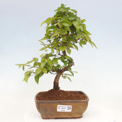 Vonkajší bonsai -Carpinus CARPINOIDES - Hrab kórejský - 1