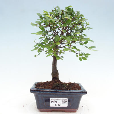 Izbová bonsai - Ulmus parvifolia - Malolistý brest - 1