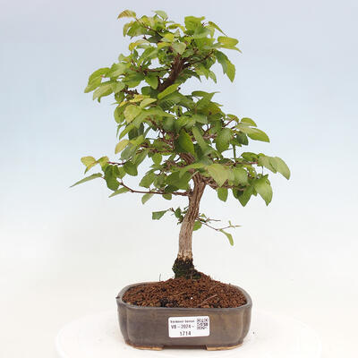 Vonkajší bonsai -Carpinus CARPINOIDES - Hrab kórejský - 1