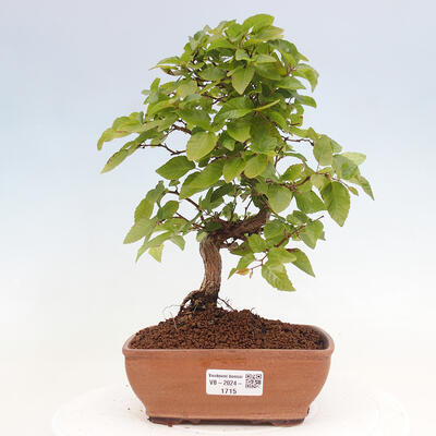 Vonkajší bonsai -Carpinus CARPINOIDES - Hrab kórejský - 1