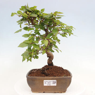 Vonkajší bonsai -Carpinus CARPINOIDES - Hrab kórejský - 1