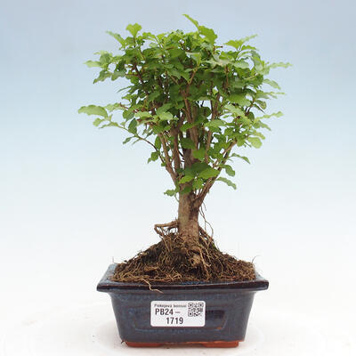 Izbová bonsai -Ligustrum chinensis - Vtáčí zob - 1