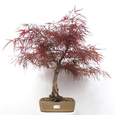 Vonkajší bonsai - Javor dlanitolistý - Acer palmatum RED PYGMY - 1