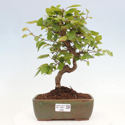 Vonkajší bonsai -Carpinus CARPINOIDES - Hrab kórejský - 1