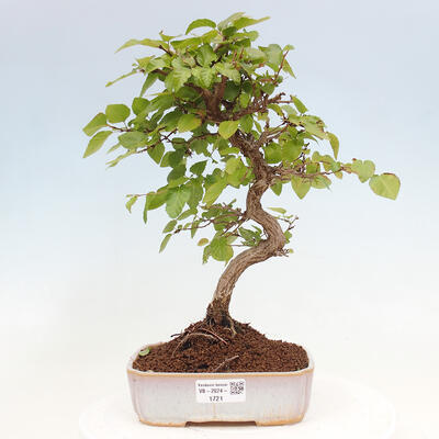 Vonkajší bonsai -Carpinus CARPINOIDES - Hrab kórejský - 1