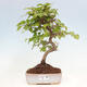 Vonkajší bonsai -Carpinus CARPINOIDES - Hrab kórejský - 1/4