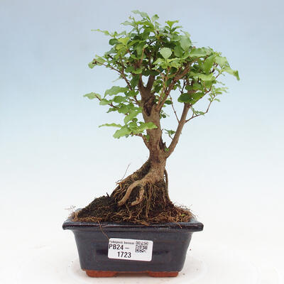 Izbová bonsai -Ligustrum chinensis - Vtáčí zob - 1