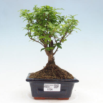 Izbová bonsai -Ligustrum chinensis - Vtáčí zob - 1