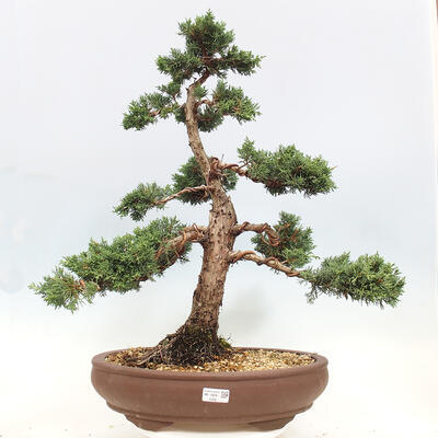 Vonkajší bonsai - Juniperus chinensis Kishu -Jalovec čínsky - 1