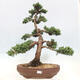 Vonkajší bonsai - Juniperus chinensis Kishu -Jalovec čínsky - 1/5