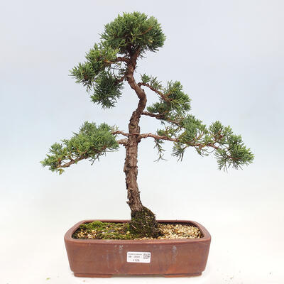 Vonkajší bonsai - Juniperus chinensis Kishu -Jalovec čínsky - 1