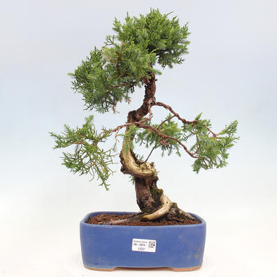 Vonkajší bonsai - Juniperus chinensis Itoigawa-Jalovec čínsky - 1