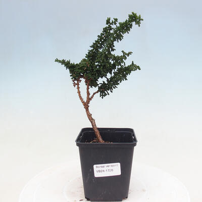 Vonkajšie bonsai - Cham. obtusa SEKKA HINOKI - Cyprus - 1