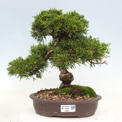 Vonkajší bonsai - Juniperus chinensis Itoigawa-Jalovec čínsky - 1