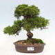 Vonkajší bonsai - Juniperus chinensis Itoigawa-Jalovec čínsky - 1/5