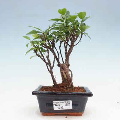 Izbová bonsai - Ficus retusa - malolistý fikus - 1