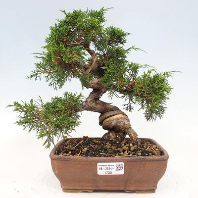 Vonkajší bonsai - Juniperus chinensis Itoigawa-Jalovec čínsky - 1