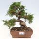 Vonkajší bonsai - Juniperus chinensis Itoigawa-Jalovec čínsky - 1/5