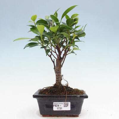 Izbová bonsai - Ficus retusa - malolistý fikus - 1