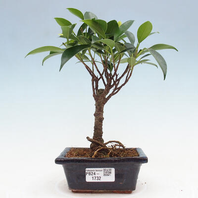 Izbová bonsai - Ficus retusa - malolistý fikus - 1