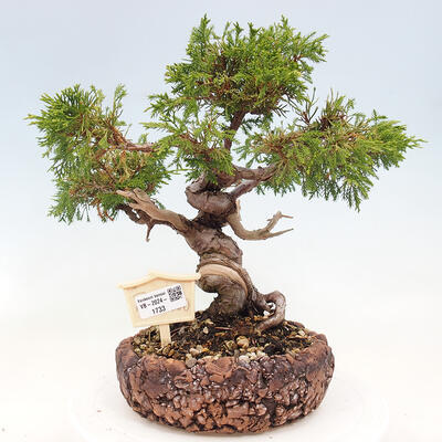 Vonkajší bonsai - Juniperus chinensis Itoigawa-Jalovec čínsky - 1