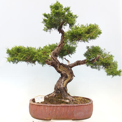 Vonkajší bonsai - Juniperus chinensis Itoigawa-Jalovec čínsky - 1