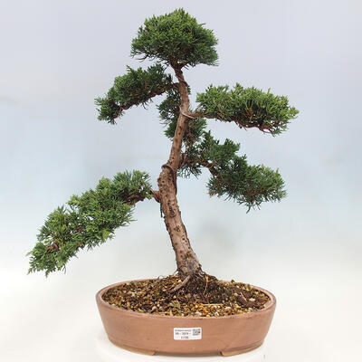 Vonkajší bonsai - Juniperus chinensis Kishu -Jalovec čínsky - 1