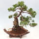 Vonkajší bonsai - Juniperus chinensis Kishu -Jalovec čínsky - 1/5