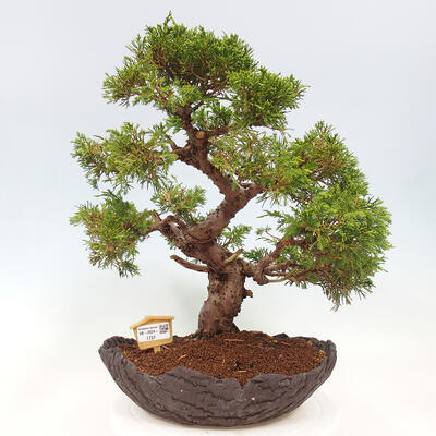 Vonkajší bonsai - Juniperus chinensis Kishu -Jalovec čínsky - 1