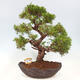 Vonkajší bonsai - Juniperus chinensis Kishu -Jalovec čínsky - 1/5