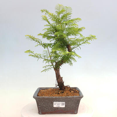 Vonkajšie bonsai - Metasequoia glyptostroboides - Metasekvoja čínska - 1