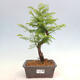 Vonkajšie bonsai - Metasequoia glyptostroboides - Metasekvoja čínska - 1/3