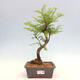 Vonkajšie bonsai - Metasequoia glyptostroboides - Metasekvoja čínska - 1/3