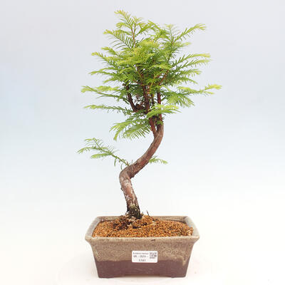 Vonkajšie bonsai - Metasequoia glyptostroboides - Metasekvoja čínska - 1