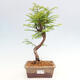 Vonkajšie bonsai - Metasequoia glyptostroboides - Metasekvoja čínska - 1/3