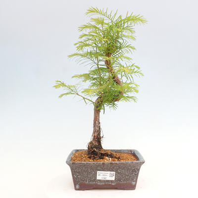 Vonkajšie bonsai - Metasequoia glyptostroboides - Metasekvoja čínska - 1