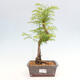 Vonkajšie bonsai - Metasequoia glyptostroboides - Metasekvoja čínska - 1/3