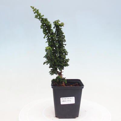 Vonkajšie bonsai - Cham. obtusa SEKKA HINOKI - Cyprus - 1