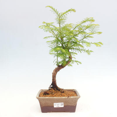 Vonkajšie bonsai - Metasequoia glyptostroboides - Metasekvoja čínska - 1