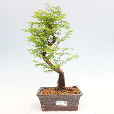 Vonkajšie bonsai - Metasequoia glyptostroboides - Metasekvoja čínska - 1